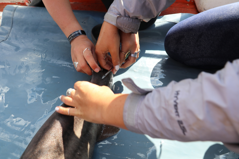 fishing research - tagging