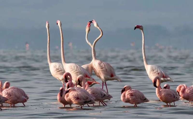 Flamingoes at Amboseli Lake