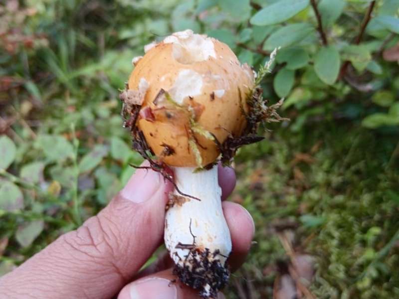 Foraged mushroom in Finland