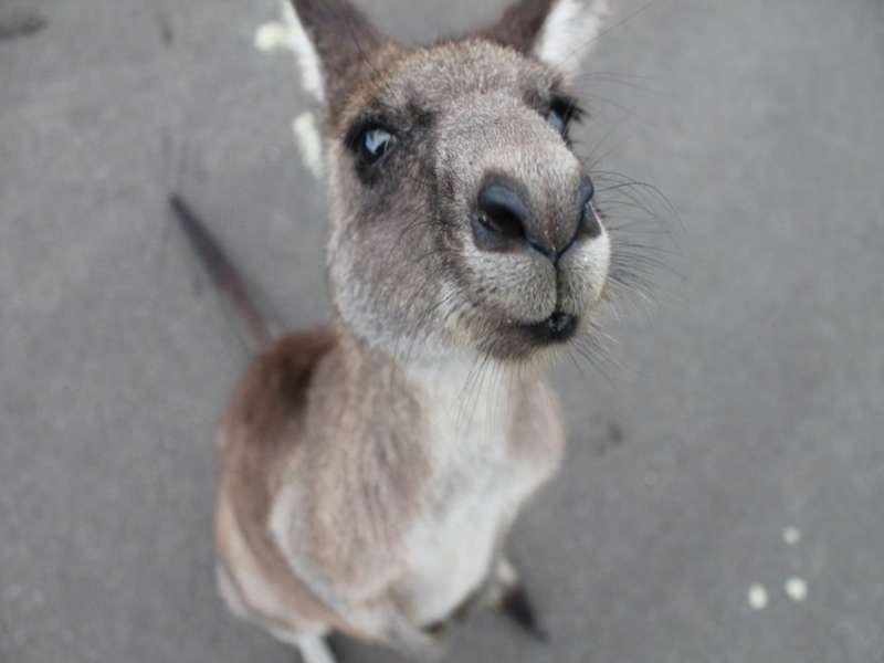 Friendly kangaroo meeting travellers in Australia