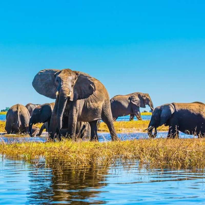 elephants