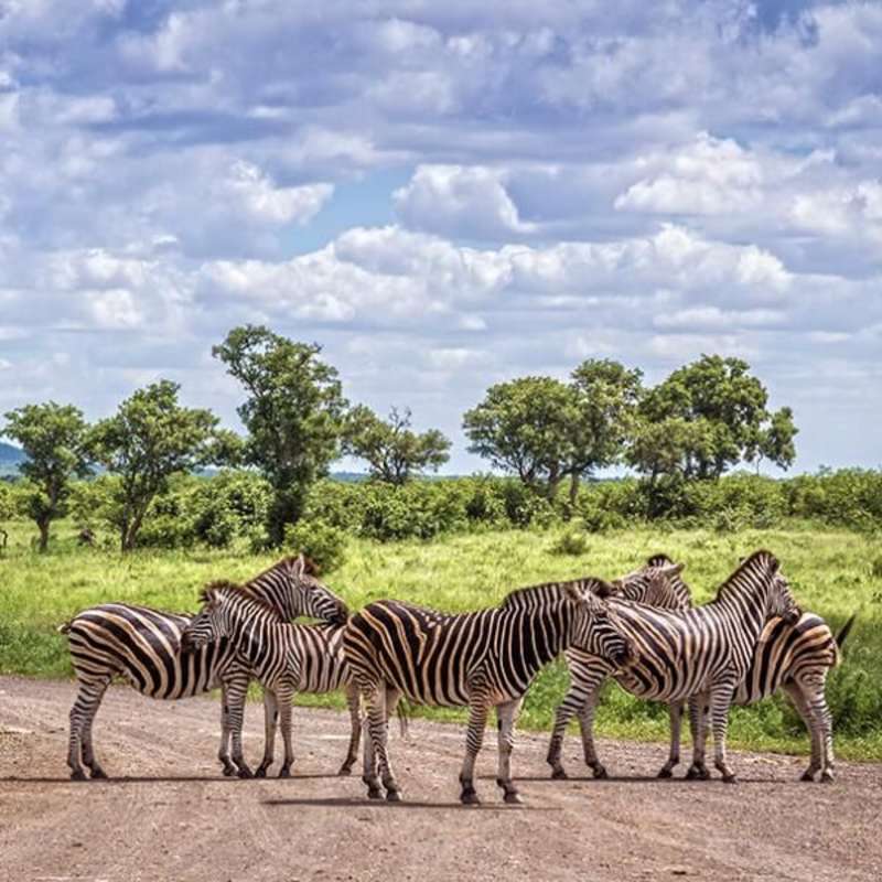 zebra