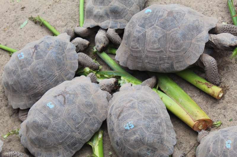 Galapagos Conservation Internship in Ecuador