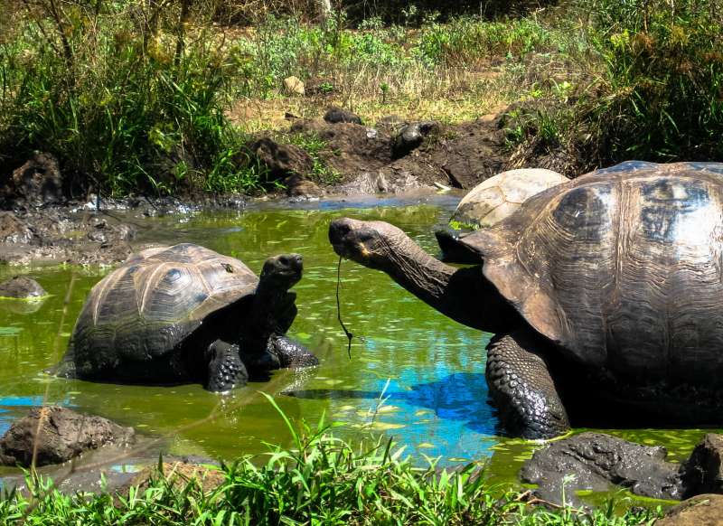 Galapagos Development Internship in Ecuador