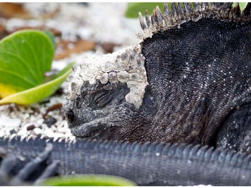 Galápagos marine iguana