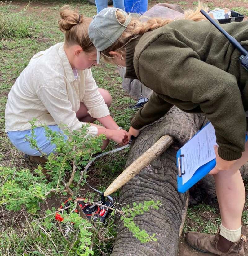 GAP Year Experiences with ACE: sedated elephant