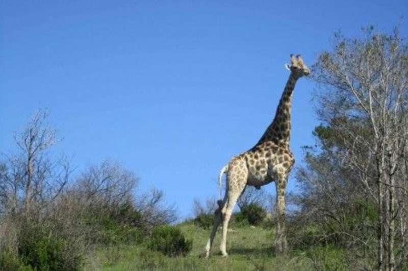 giraffe