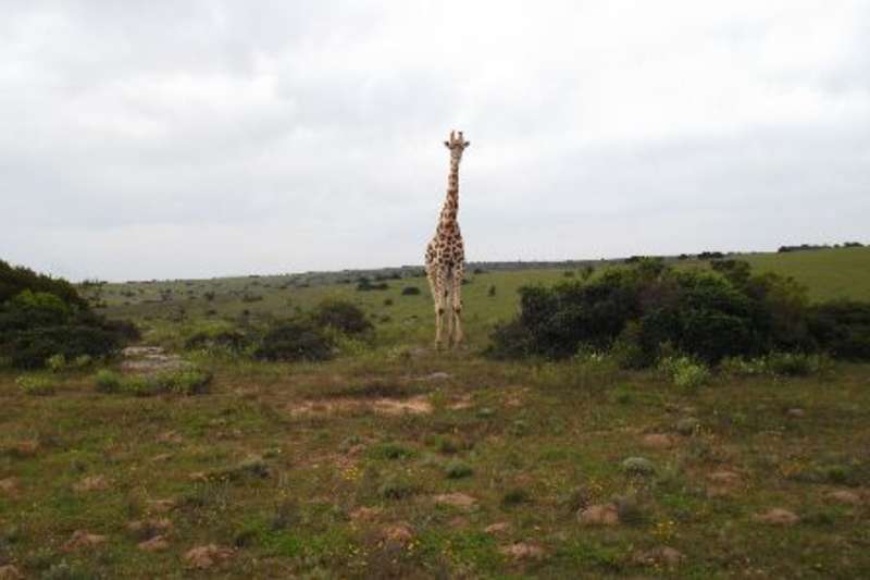 giraffe