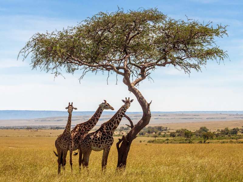 Giraffes in Kenya