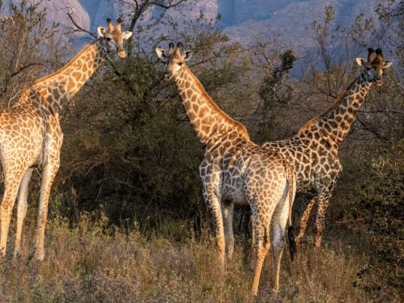 giraffes