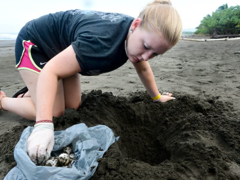 Girl collecting turtle eggs