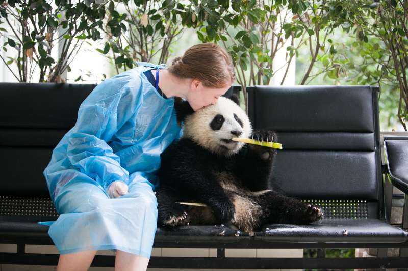 Girl kissing a panda on the head in China