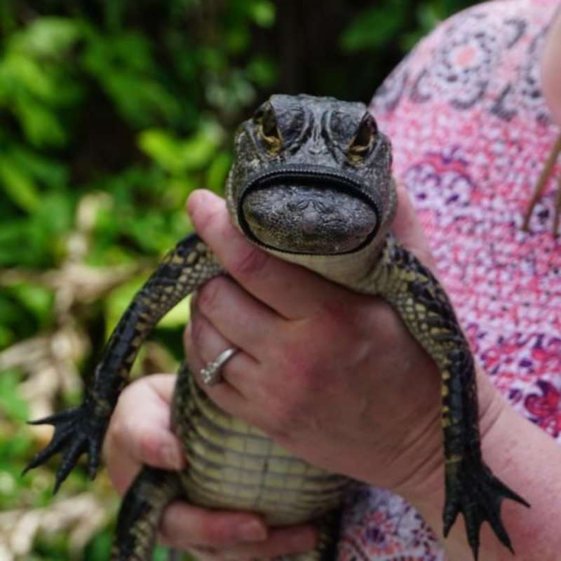Crocodile Park Internship