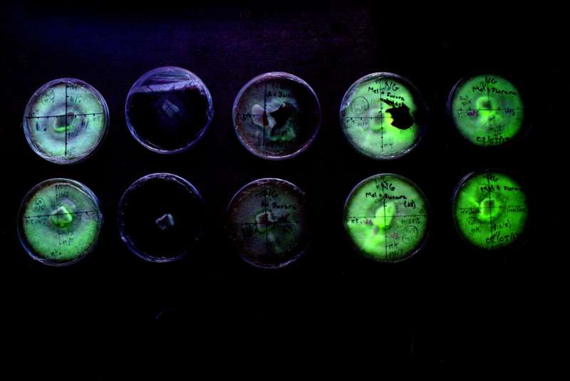 Glowing Petri Dishes
