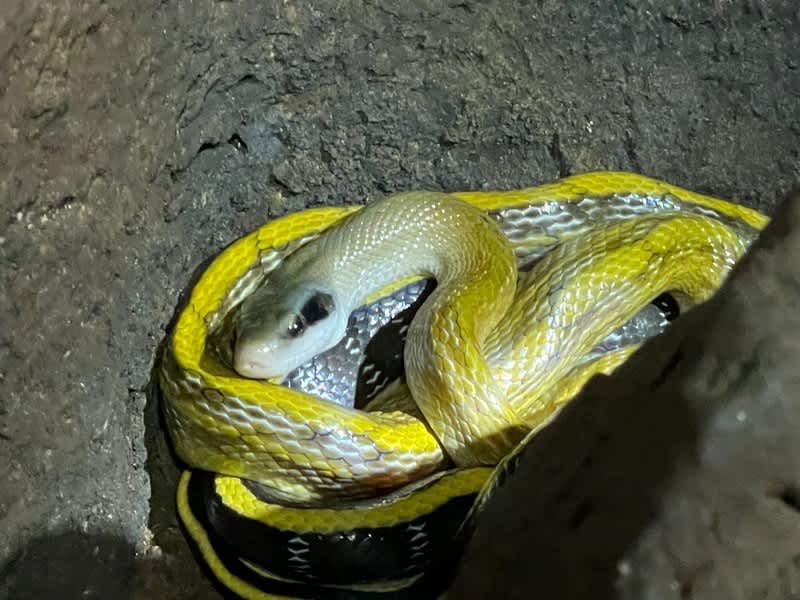 Golden tree snake coiled on rock during a biodiversity survey