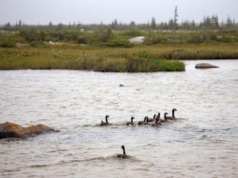 Goose ducklings in river in Canada