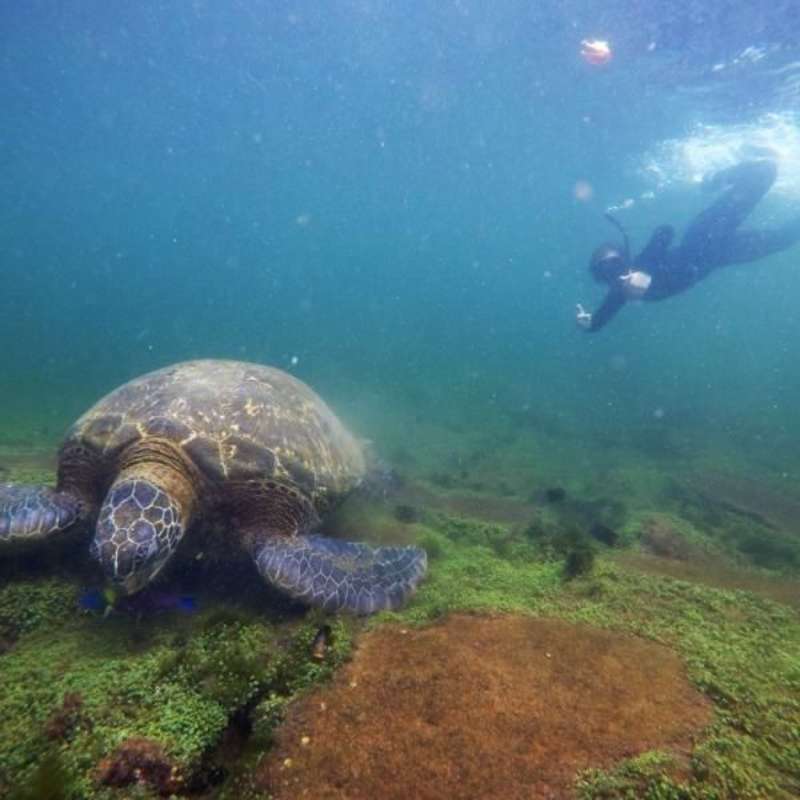 Snorkel, Wild life, Galapagos, Teen Adventure