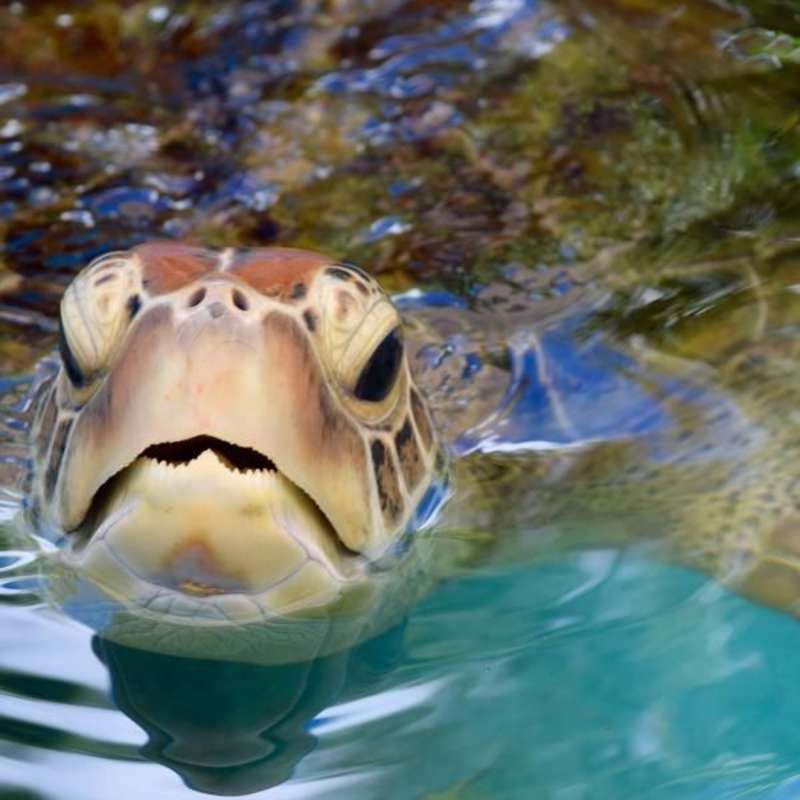 Volunteer in Marine Conservation