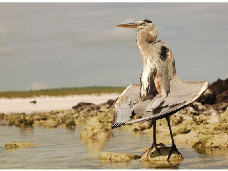 Great Blue Heron