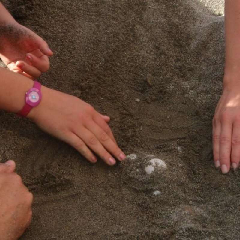 GoEco Greece - Sea Turtle Conservation