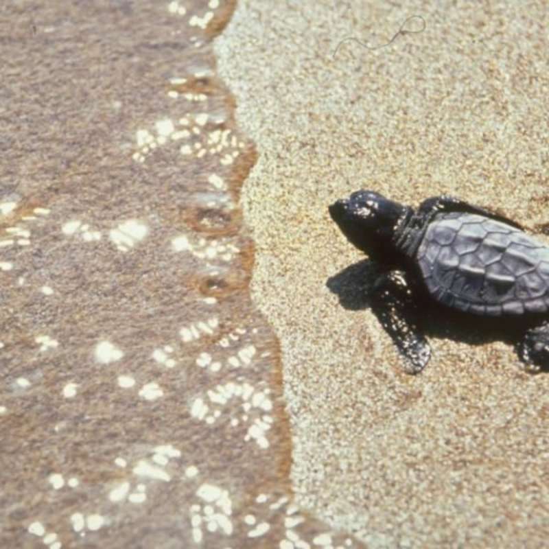 GoEco Greece - Sea Turtle Conservation