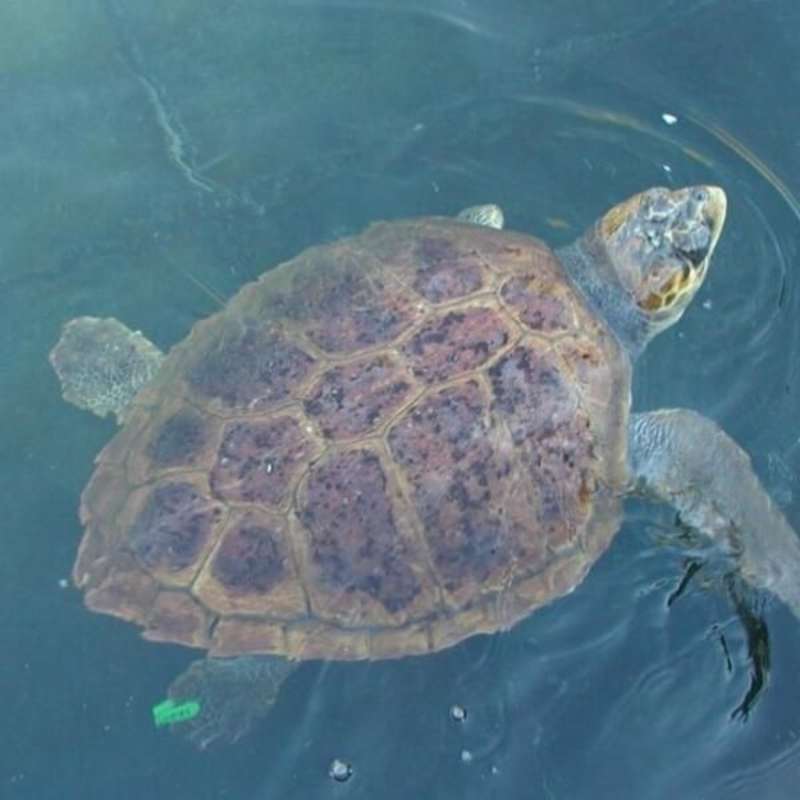GoEco Greece - Sea Turtle Conservation