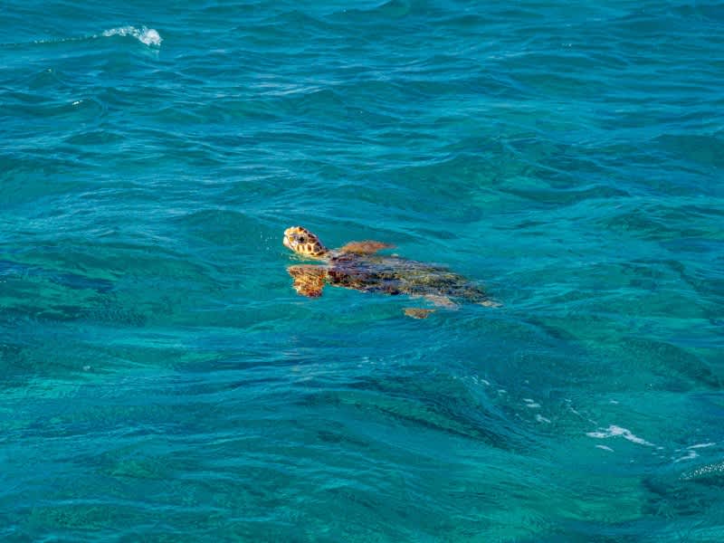 Greece Turtle