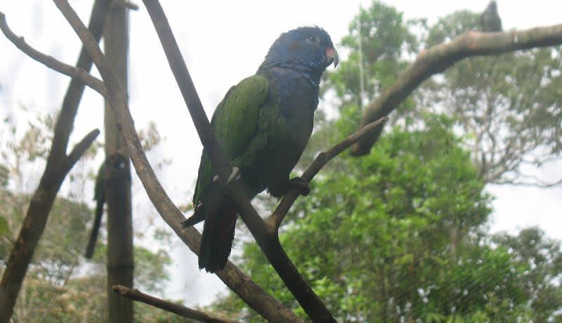 green and blue bird