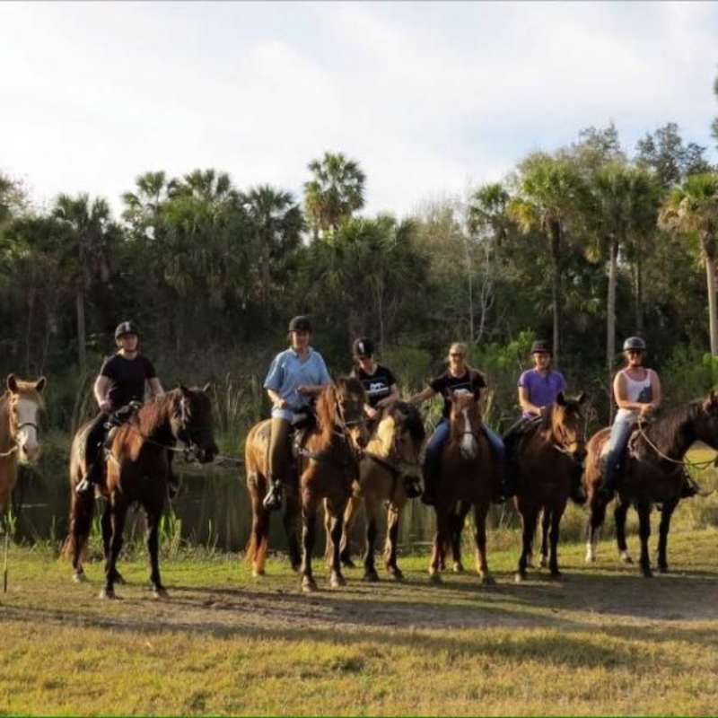 Volunteer in Horse Conservation