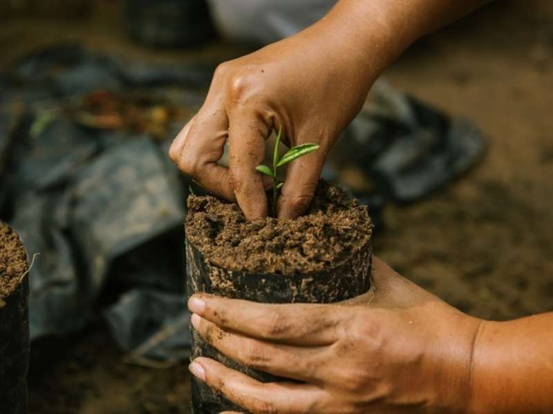 Hands planting a native tree seedling as part of Amazon reforestation efforts.