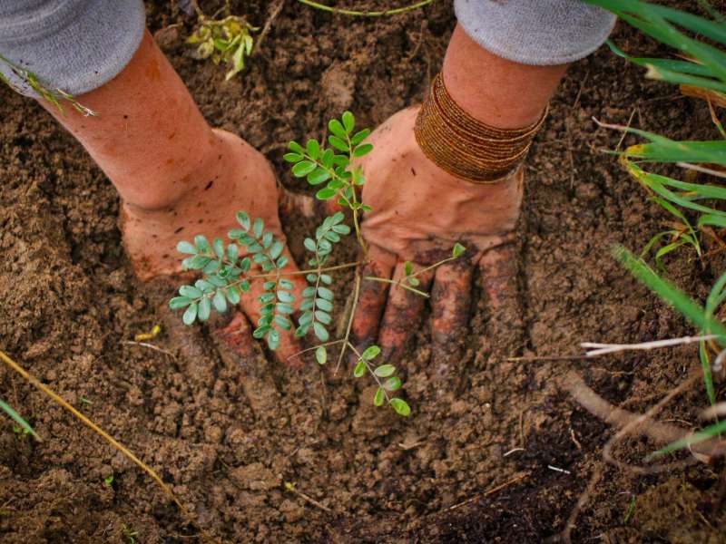hands-planting-seedling-soil-reforestation