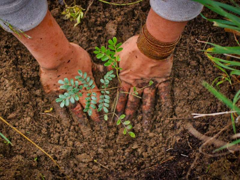 hands-planting-seedling-soil-reforestation