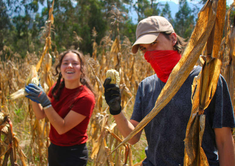 Harvest Corn Ecuador Internship
