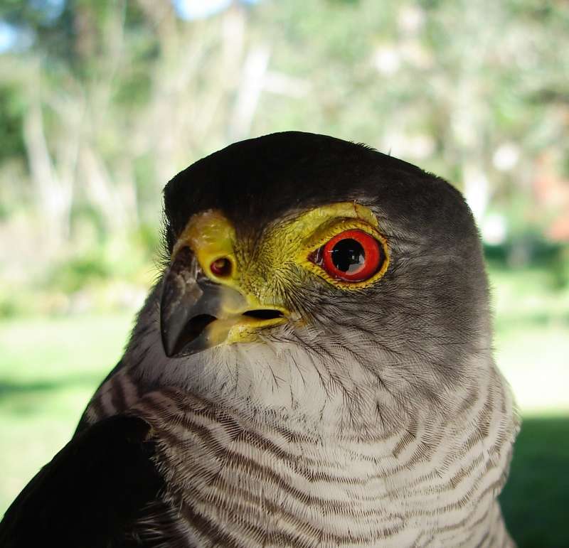 Hawk Rescued