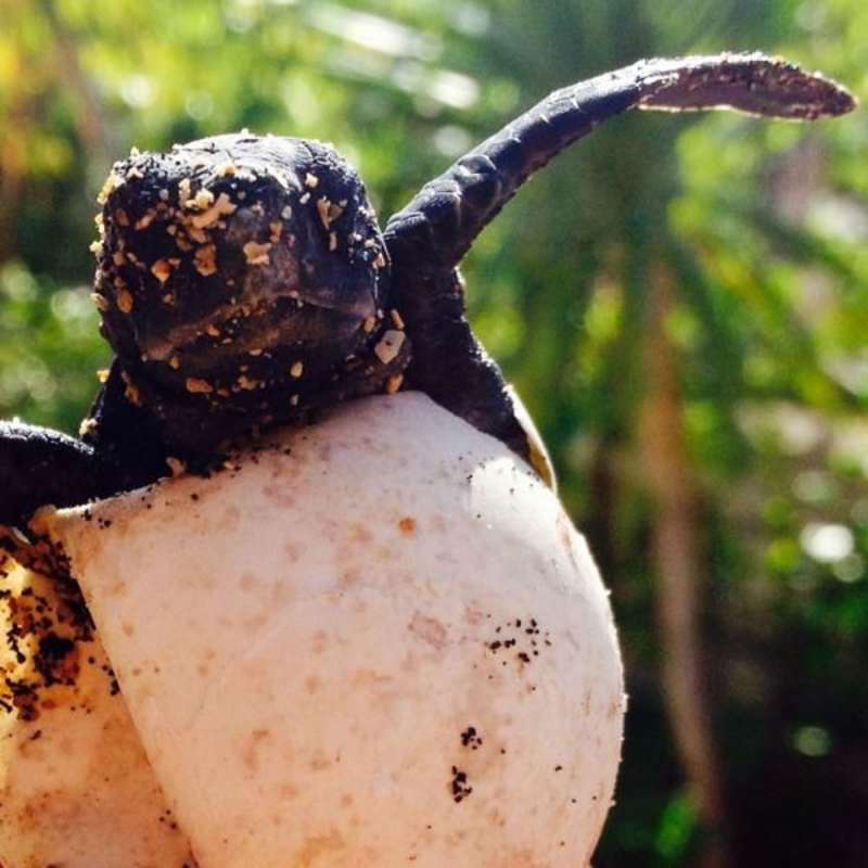 Volunteer in Sea Turtle Conservation