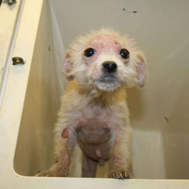 GoEco South Africa - Animal Rescue and Veterinary Shelter