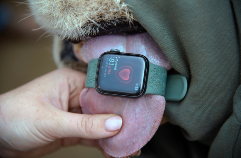 Heart rate of lion recorded on its tongue during procedure