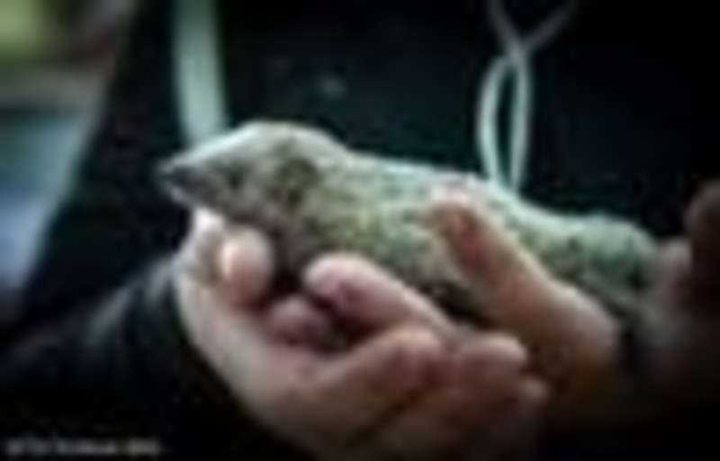 Hedgehog