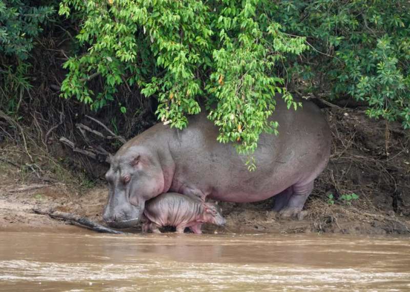 Hippo at the Mara River