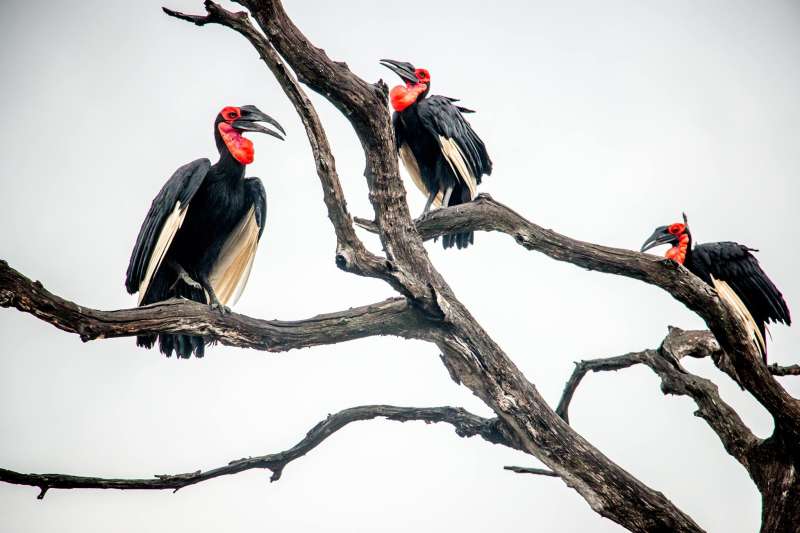 Hornbill in South Africa