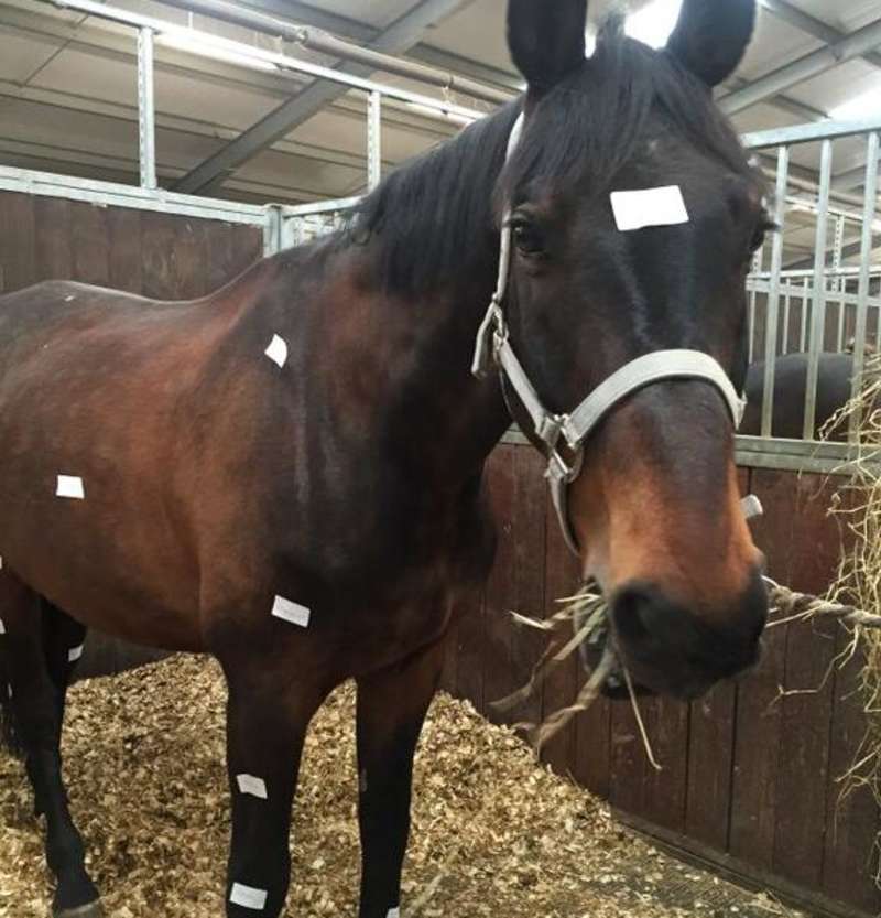 Horse in the stables - Equine Program in Scotland - Adelante Abroad