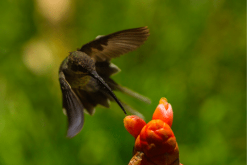 hummingbird and flower