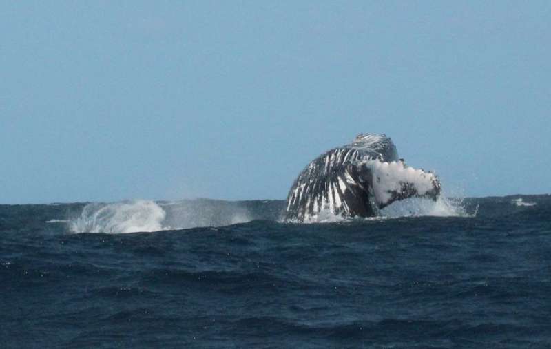 Humpback whale breaching
