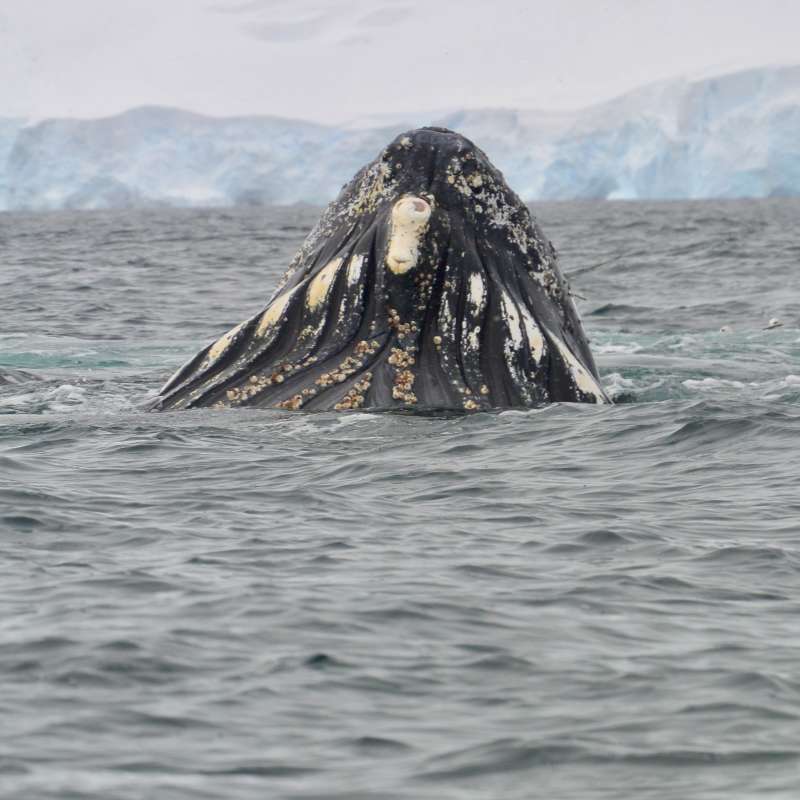 Humpback