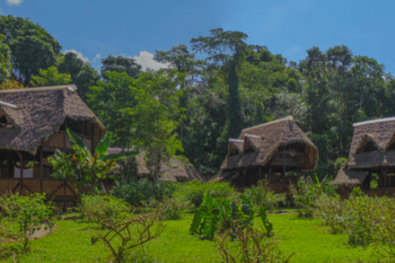 huts in a forest