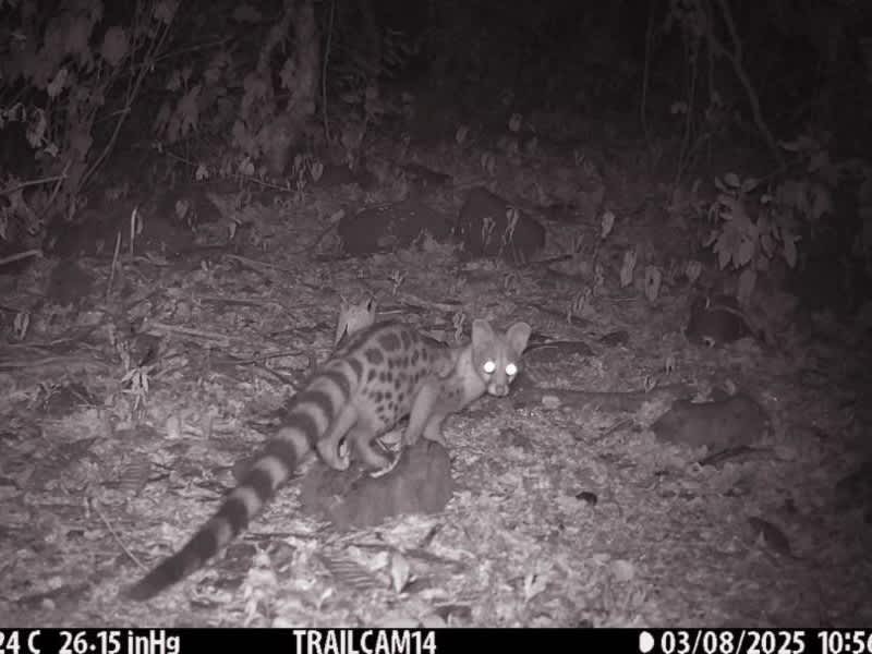 Hyena Research at Lake Eyasi