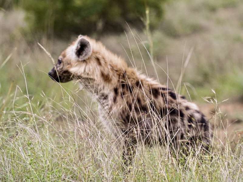 Hyena staring off to the left in the sunlight