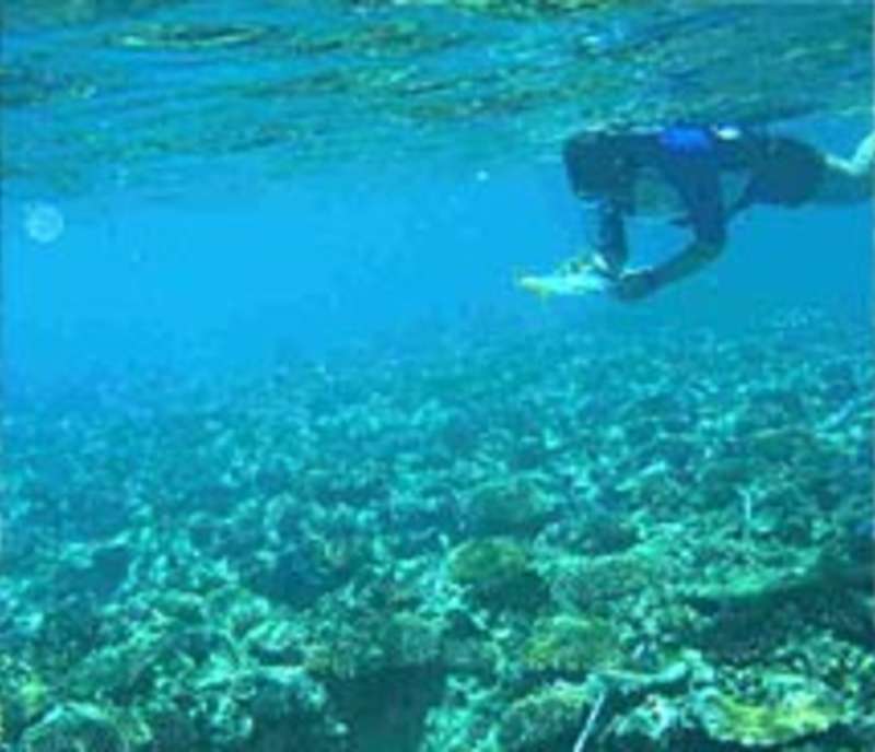 Reef Protection and Cultural Immersion Internship in Fiji — photo 2