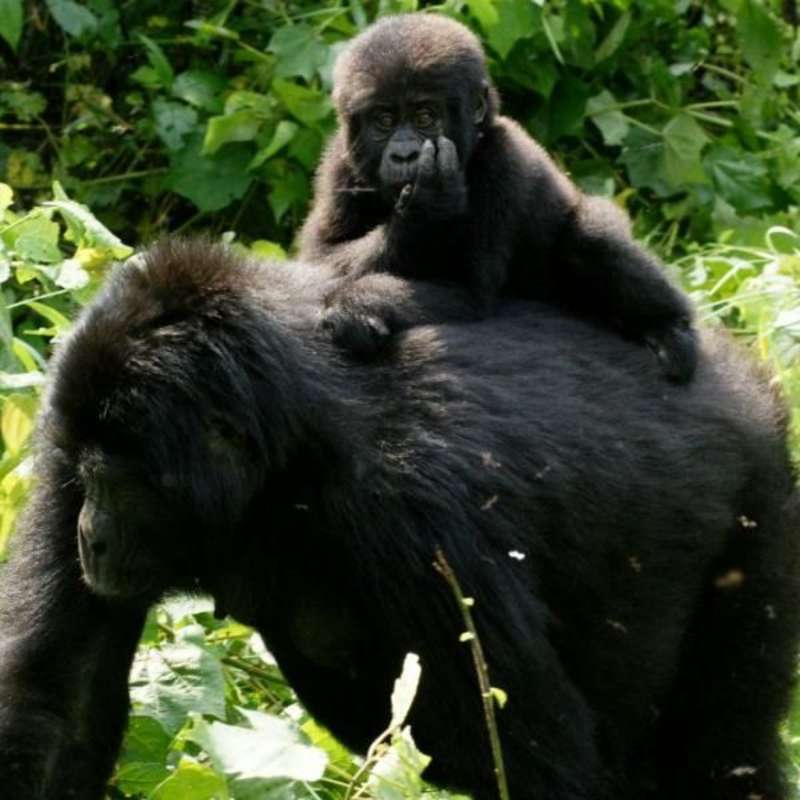 Gorilla and Chimpanzee trekking in Uganda