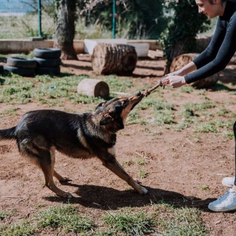 Volunteer playing with dog at animal shelter